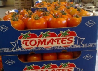 Morocco becomes EU’s second largest tomato supplier Morocco ranked as the European Union’s second-largest tomato exporter in 2025, overtaking Spain and placing behind the Netherlands, according to data published by the agricultural information site Horto Info.