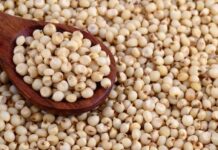 Morocco to import 32,000 tonnes of sorghum from Brazil as global supplies tighten sorghum
