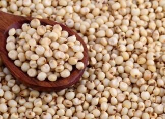 Morocco to import 32,000 tonnes of sorghum from Brazil as global supplies tighten sorghum