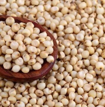 Morocco to import 32,000 tonnes of sorghum from Brazil as global supplies tighten sorghum