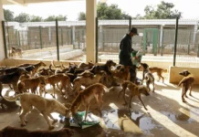 Morocco builds $1m stray animals centre ahead of 2030 World Cup Morocco is preparing to build a centre in Tinghir dedicated to collecting and housing stray animals, as part of efforts to improve public health and safety.