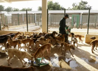 Morocco builds $1m stray animals centre ahead of 2030 World Cup Morocco is preparing to build a centre in Tinghir dedicated to collecting and housing stray animals, as part of efforts to improve public health and safety.