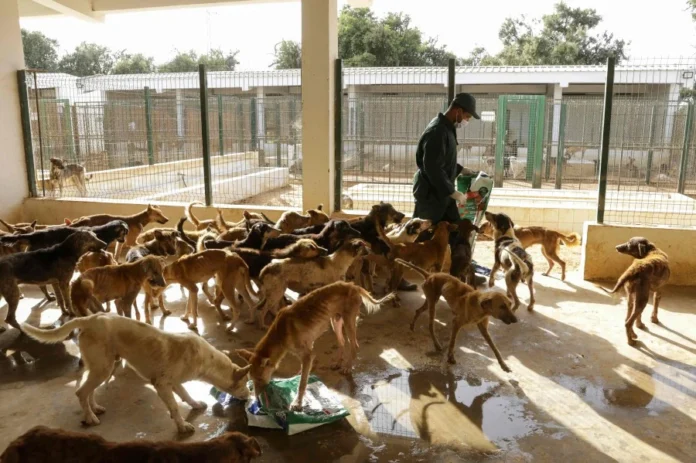 Morocco is preparing to build a centre in Tinghir dedicated to collecting and housing stray animals, as part of efforts to improve public health and safety.