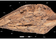 Giant Mosasaur species discovered in Morocco Giant Mosasaur Species Discovered in Morocco