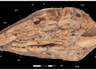 Giant Mosasaur species discovered in Morocco Giant Mosasaur Species Discovered in Morocco