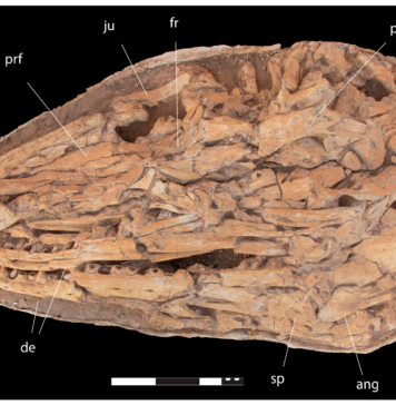 Giant Mosasaur species discovered in Morocco Giant Mosasaur Species Discovered in Morocco
