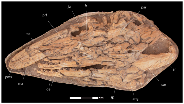 Giant Mosasaur Species Discovered in Morocco
