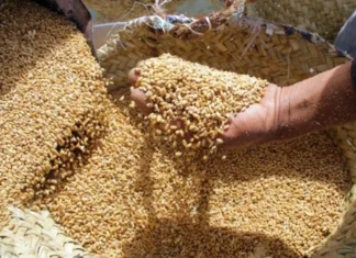 Morocco beats Algeria and Tunisia in barley as Africa lags behind Morocco beats neighbours in barley as Africa lags behind