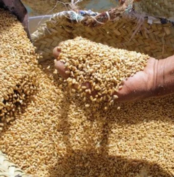 Morocco beats Algeria and Tunisia in barley as Africa lags behind Morocco beats neighbours in barley as Africa lags behind