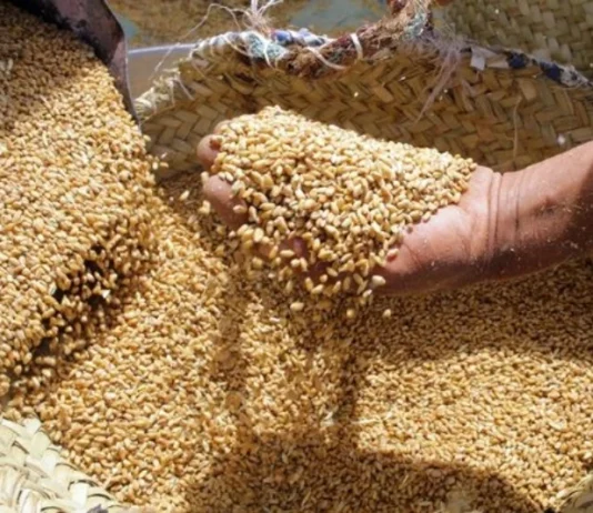 Morocco beats Algeria and Tunisia in barley as Africa lags behind Morocco beats neighbours in barley as Africa lags behind