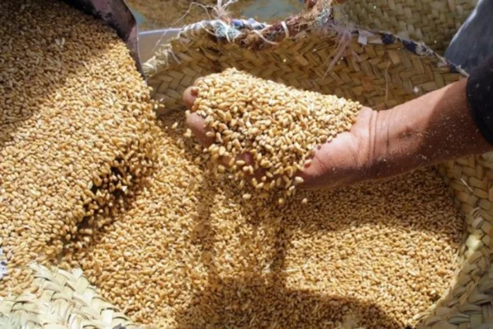 Morocco beats neighbours in barley as Africa lags behind