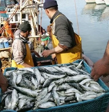Spain buys more than half of Morocco’s seafood exports Moroccan seafood exports