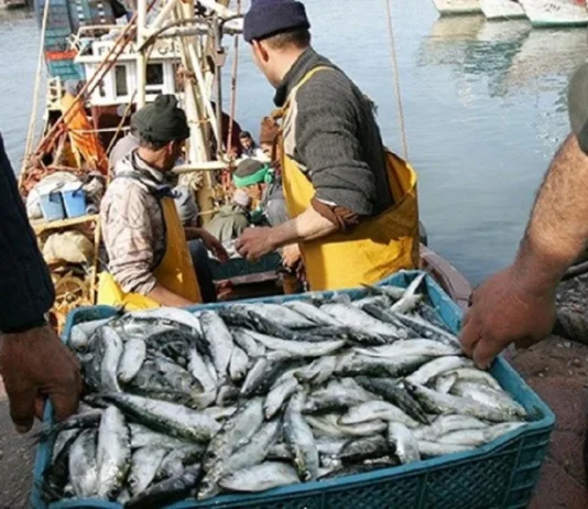 Spain buys more than half of Morocco’s seafood exports Moroccan seafood exports