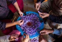 Russian buyers turn to Moroccan saffron as Iranian supply drops Russian buyers are starting to look at Moroccan saffron after tensions in the Middle East disrupted shipments from Iran