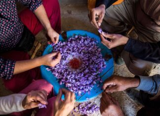 Russian buyers turn to Moroccan saffron as Iranian supply drops Russian buyers are starting to look at Moroccan saffron after tensions in the Middle East disrupted shipments from Iran