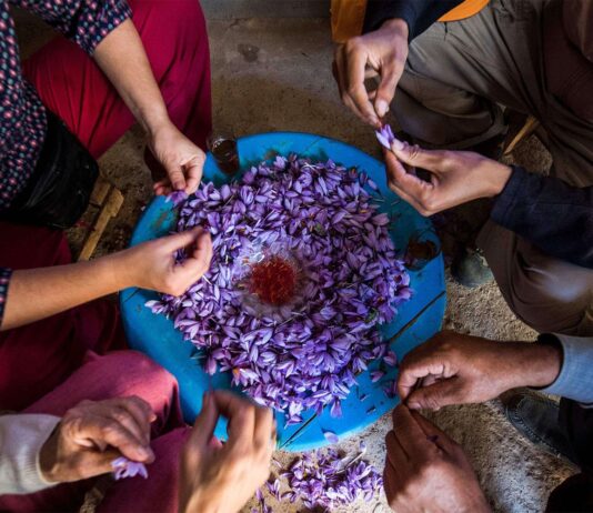 Russian buyers turn to Moroccan saffron as Iranian supply drops Russian buyers are starting to look at Moroccan saffron after tensions in the Middle East disrupted shipments from Iran