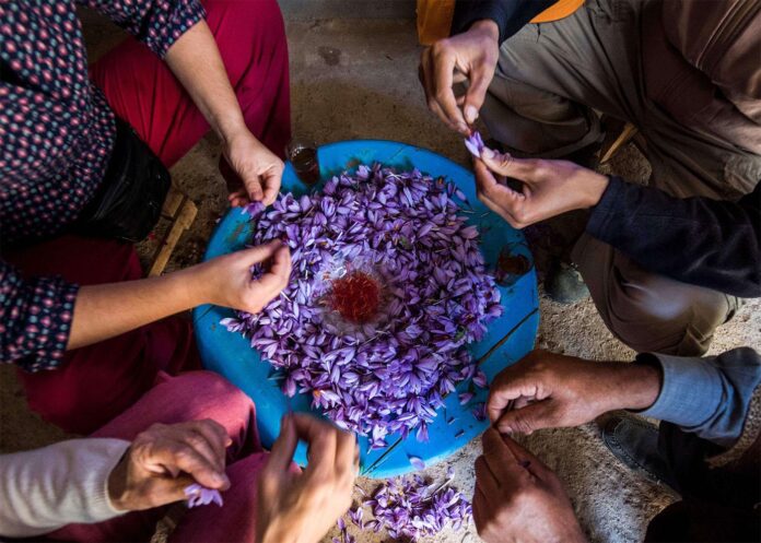 Russian buyers are starting to look at Moroccan saffron after tensions in the Middle East disrupted shipments from Iran Russian buyers are starting to look at Moroccan saffron after tensions in the Middle East disrupted shipments from Iran