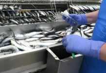Will Morocco’s export ban change the sardine market in Europe? Spain’s seafood canning industry says it faces supply problems after Morocco introduced a one-year ban on sardine exports to protect domestic supply