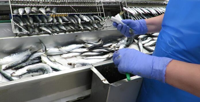 Spain’s seafood canning industry says it faces supply problems after Morocco introduced a one-year ban on sardine exports to protect domestic supply
