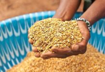 Morocco agriculture recovery: 90 million quintals grain expected after drought relief Morocco expects a strong rebound in grain production, with output forecast at around 90 million quintals for the 2025–2026 farming season