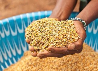 Morocco agriculture recovery: 90 million quintals grain expected after drought relief Morocco expects a strong rebound in grain production, with output forecast at around 90 million quintals for the 2025–2026 farming season