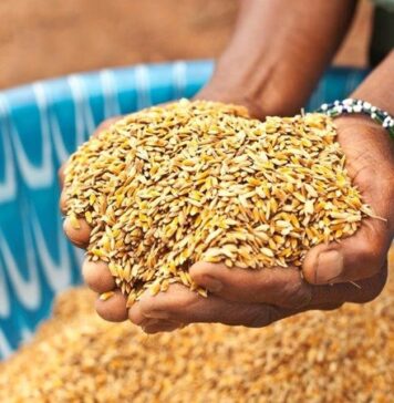 Morocco agriculture recovery: 90 million quintals grain expected after drought relief Morocco expects a strong rebound in grain production, with output forecast at around 90 million quintals for the 2025–2026 farming season