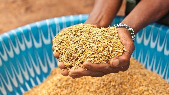 Morocco expects a strong rebound in grain production, with output forecast at around 90 million quintals for the 2025–2026 farming season