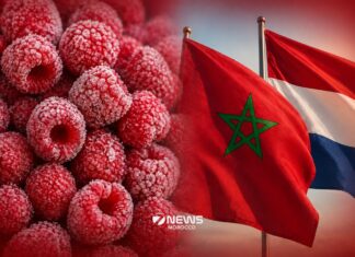 Morocco enters top five frozen raspberry suppliers to Netherlands Morocco is now one of the top five suppliers of frozen raspberries to the Netherlands in 2025, as its exports in the sector continue to grow quickly and steadily.