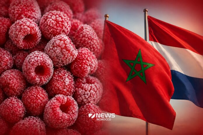 Morocco is now one of the top five suppliers of frozen raspberries to the Netherlands in 2025, as its exports in the sector continue to grow quickly and steadily.