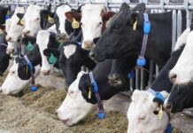 Morocco AgriTech firm AgriEdge unveils livestock monitoring collars at SIAM 2026 AgriEdge presented CattleEdge, its first product focused on livestock. The tool uses an IoT collar to track animal health in real time.