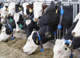 Morocco AgriTech firm AgriEdge unveils livestock monitoring collars at SIAM 2026 AgriEdge presented CattleEdge, its first product focused on livestock. The tool uses an IoT collar to track animal health in real time.