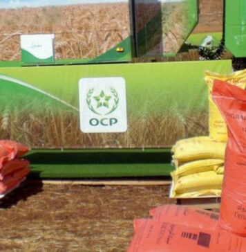 Morocco’s OCP increases fertiliser exports to India after drop in Indian production India’s drop in fertiliser production has given Morocco a bigger role in global supply, but it is also exposing pressure points in its own system