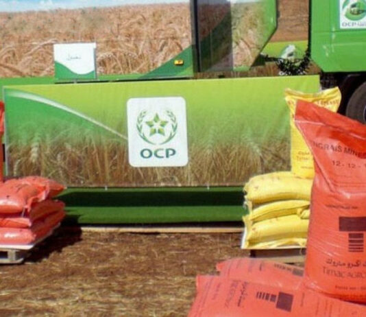 Morocco’s OCP increases fertiliser exports to India after drop in Indian production India’s drop in fertiliser production has given Morocco a bigger role in global supply, but it is also exposing pressure points in its own system