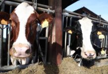 Morocco boosts animal feed and protects breeding animals to rebuild meat and milk production Morocco has announced a major plan to rebuild its livestock sector and help bring down rising meat and milk prices after years of severe drought.