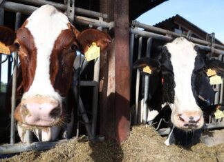 Morocco boosts animal feed and protects breeding animals to rebuild meat and milk production Morocco has announced a major plan to rebuild its livestock sector and help bring down rising meat and milk prices after years of severe drought.