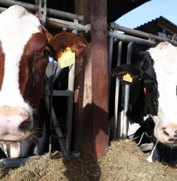 Morocco boosts animal feed and protects breeding animals to rebuild meat and milk production Morocco has announced a major plan to rebuild its livestock sector and help bring down rising meat and milk prices after years of severe drought.