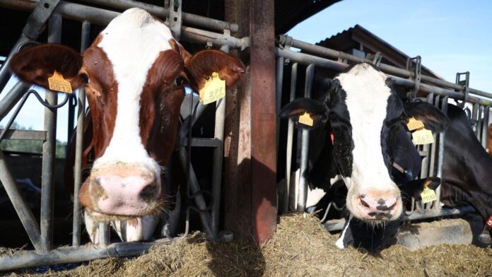 Morocco has announced a major plan to rebuild its livestock sector and help bring down rising meat and milk prices after years of severe drought.