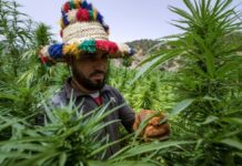 Morocco medical cannabis sector expands with more licences and farms in 2025 The country’s regulated cannabis sector expanded further last year, which officials described as a “qualitative leap” in its development,