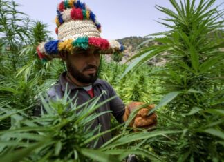 Morocco medical cannabis sector expands with more licences and farms in 2025 The country’s regulated cannabis sector expanded further last year, which officials described as a “qualitative leap” in its development,