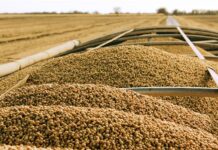 Soybean imports drive surge in US agricultural sales to Morocco US agricultural exports to Morocco reached $815 million, up 38% compared with 2024, according to the US Department of Agriculture.