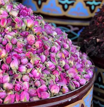 Kelâat M’Gouna expects higher rose harvest as 61st festival opens International Rose Festival began on 7 May in the valleys of Kelâat M’Gouna and Dadès, with officials expecting a stronger rose harvest