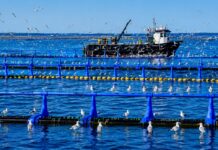 Morocco plans 90,000 tonnes a year from 244 fish farming projects Morocco now has 244 active aquaculture projects with a planned production capacity of about 90,000 tonnes a year