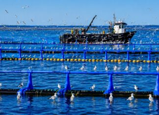 Morocco plans 90,000 tonnes a year from 244 fish farming projects Morocco now has 244 active aquaculture projects with a planned production capacity of about 90,000 tonnes a year