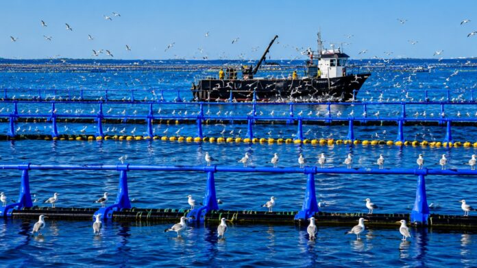 Morocco now has 244 active aquaculture projects with a planned production capacity of about 90,000 tonnes a year Morocco now has 244 active aquaculture projects with a planned production capacity of about 90,000 tonnes a year