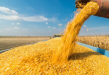 Good rains help Morocco double cereal harvest The country is expected to harvest 9 million tonnes of cereals in the 2025-2026 season, up 50.6% from the 10-year average.