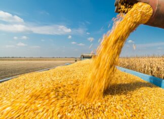 Morocco on course for biggest wheat harvest in years, USDA says Morocco is set for a much bigger wheat harvest in the 2026-2027 season, with production expected to more than double