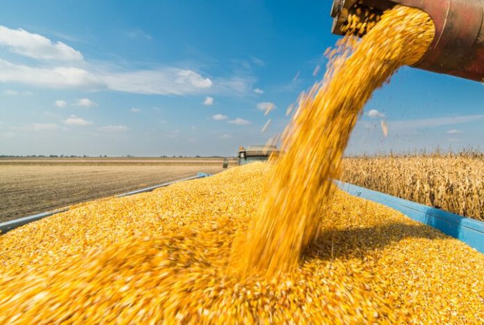 The country is expected to harvest 9 million tonnes of cereals in the 2025-2026 season, up 50.6% from the 10-year average. The country is expected to harvest 9 million tonnes of cereals in the 2025-2026 season, up 50.6% from the 10-year average.