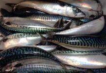 25 tonnes of Moroccan mackerel stopped at Russian border Moroccan mackerel shipment