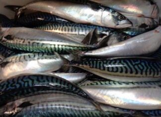 25 tonnes of Moroccan mackerel stopped at Russian border Moroccan mackerel shipment