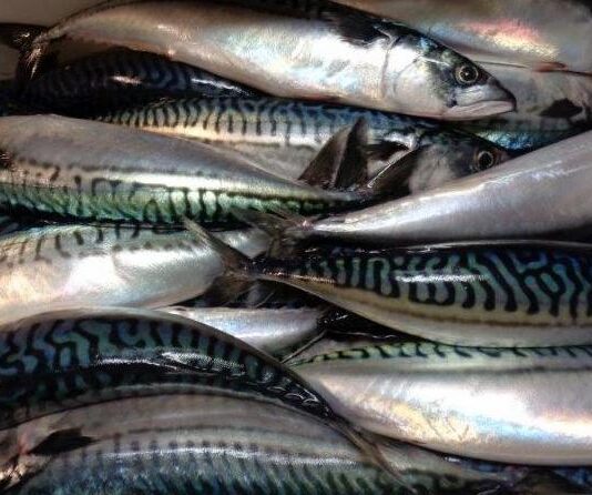 25 tonnes of Moroccan mackerel stopped at Russian border Moroccan mackerel shipment